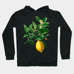 Lemon (Citrus Limonium)- Botanical Illustration Hoodie